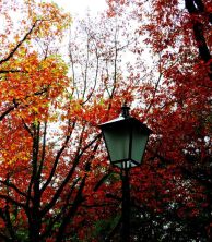 Haga click para ver la imagen ampliada fall lantern.jpg
